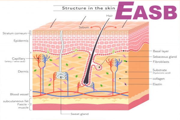 Cấu tạo và chức năng của da